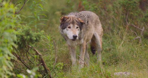 Beautiful male grey wolf standing in the forest observing
