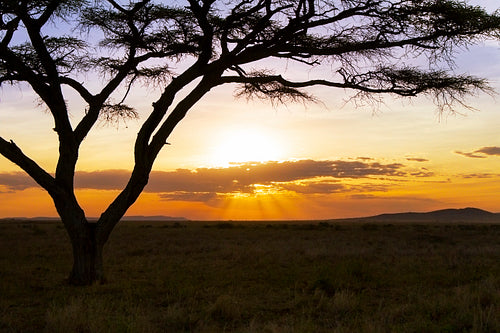 Beautiful sunset in Serengeti Africa