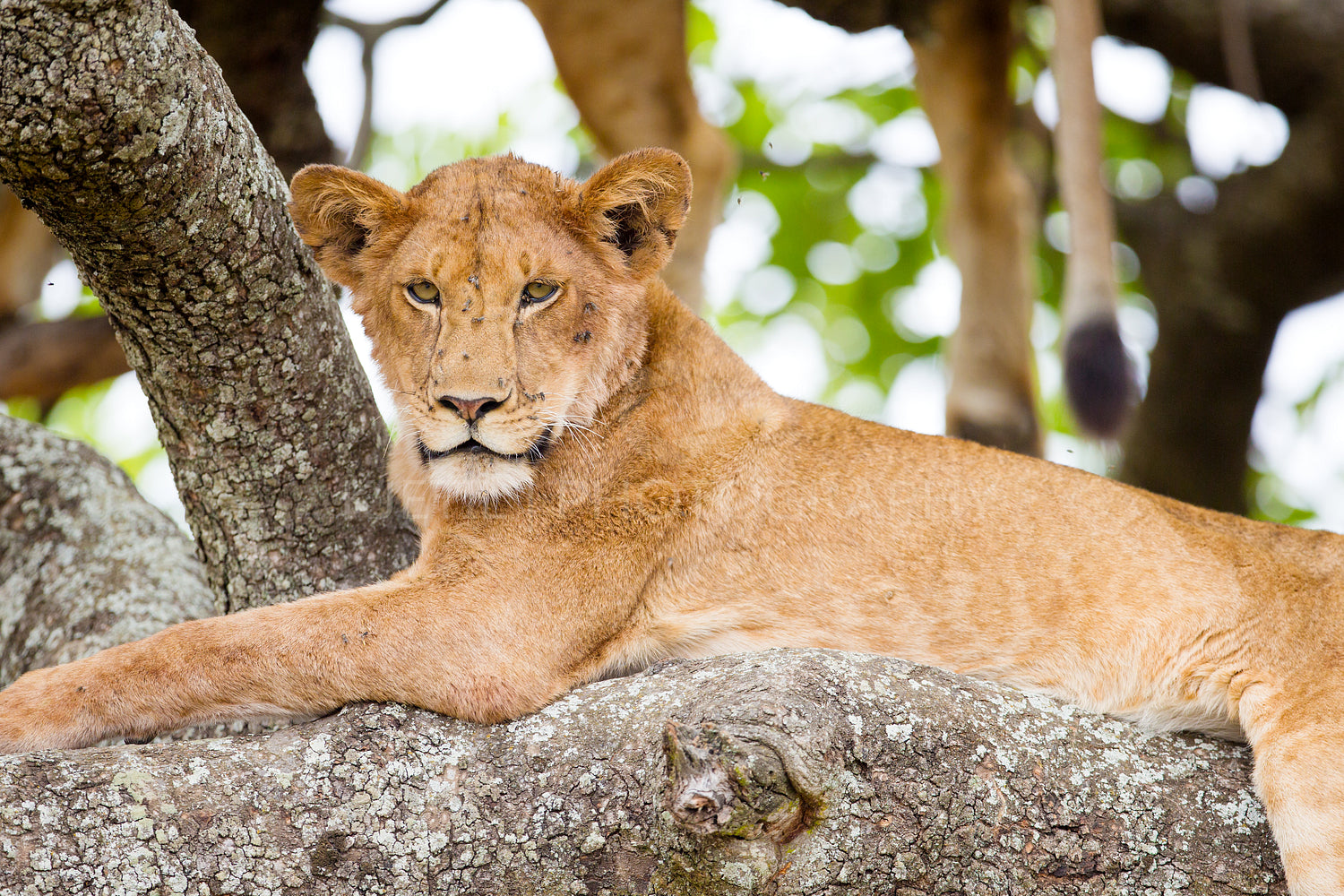 Tree climbing lion rests in Africa