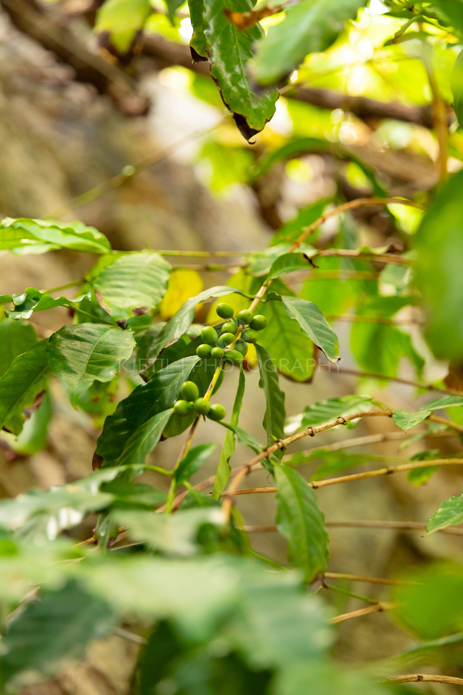 Green Coffee Fruit Plant Growing at Farm