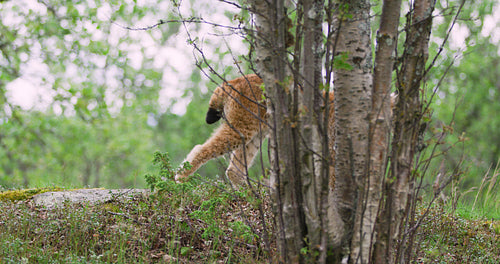 Focused young european lynx going in the forest a summer evening