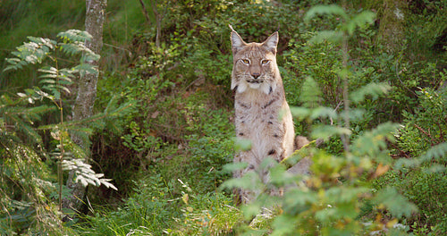 Lynx sitting in summer forest looking for prey in the shadows