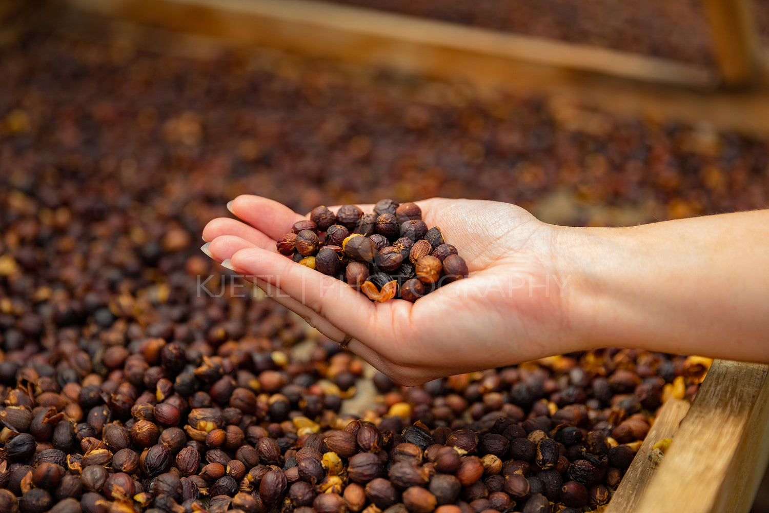 Female Employee Holding Organic Raw Coffee Beans in Her Hand