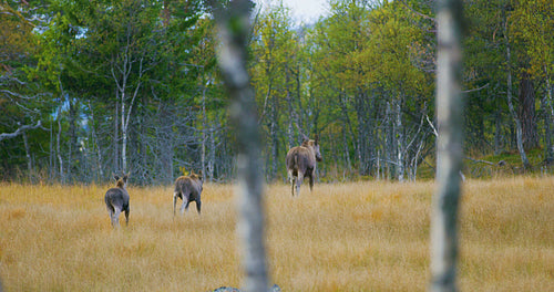 Female elk mother with two young moose calfs walks in forest