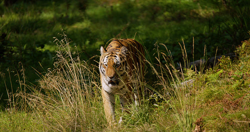 Tiger walking against camera at grass in the forest