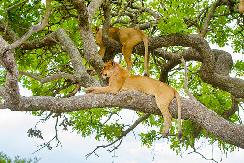 Lions rests in tree a hot day at Serengeti