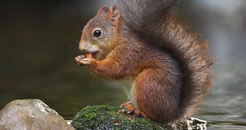 Close-up portrait of a red squirrel eating nut at stone in the water then jumps away.