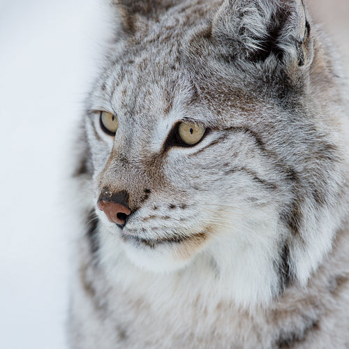 Close up of a lynx