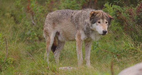 Curious grey wolf looks and smells after rivals and danger in the forest