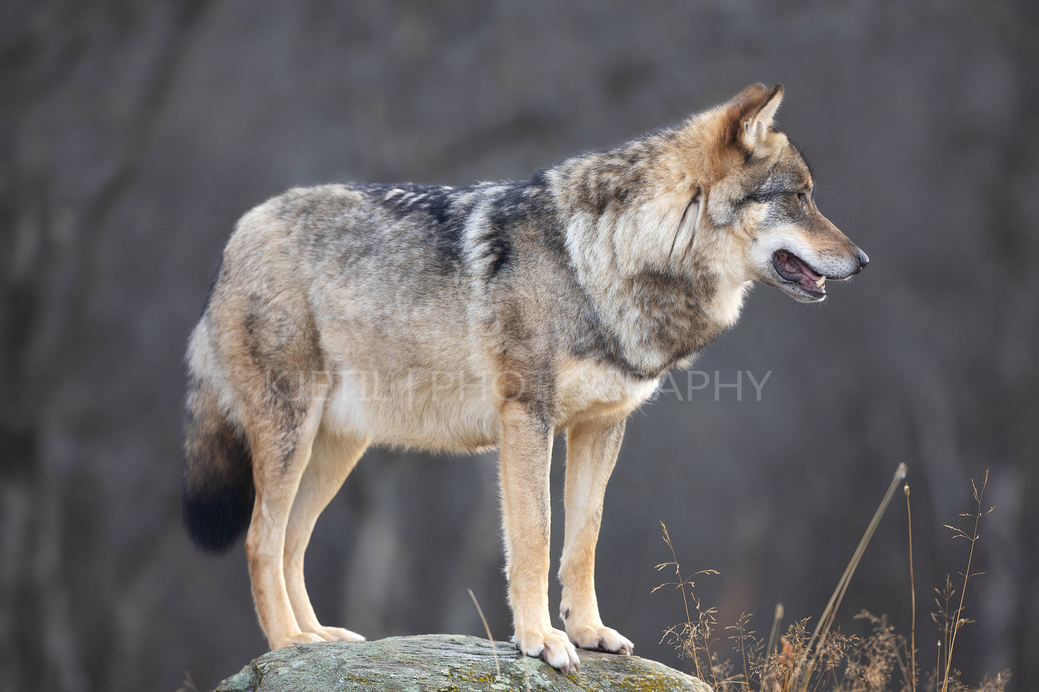 Portrait of a large male grey wolf standing on a rock in the forest