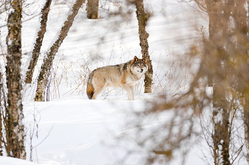 Canis Lupus strolling amidst bare trees on snow in nature
