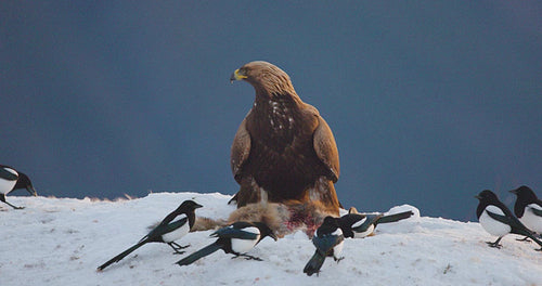 Golden eagle eating on dead fox in the mountains at winter