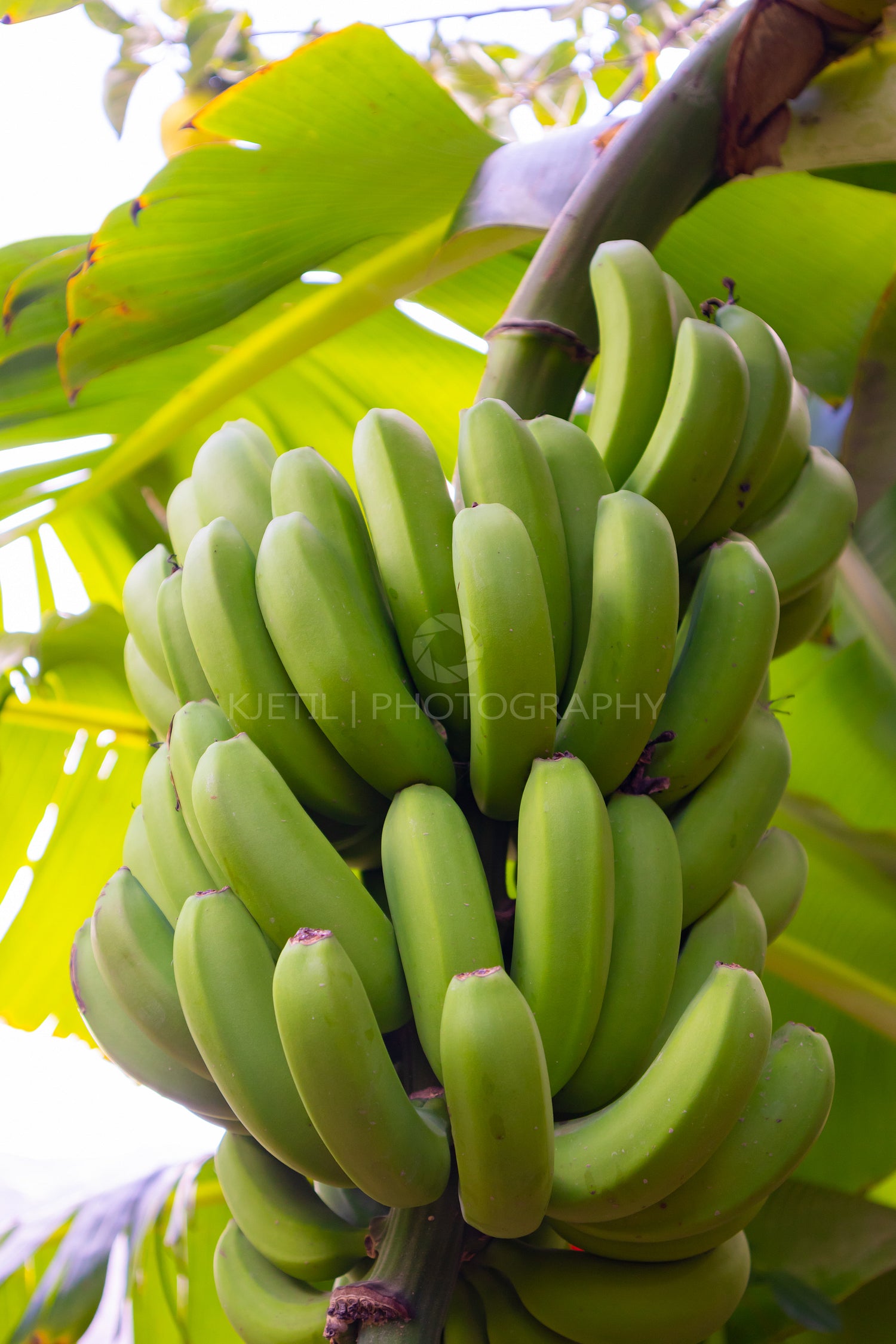 Close-Up Of Organic Green Banana Bunch at Farm