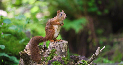 Red squirrel looking for enemies at the forest floor and running away