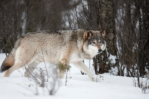 Side view of alert Canis Lupus walking on snow