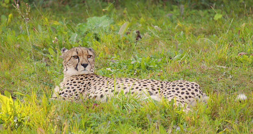 Large adult cheetah rest and relaxing on field looking for enemies and prey