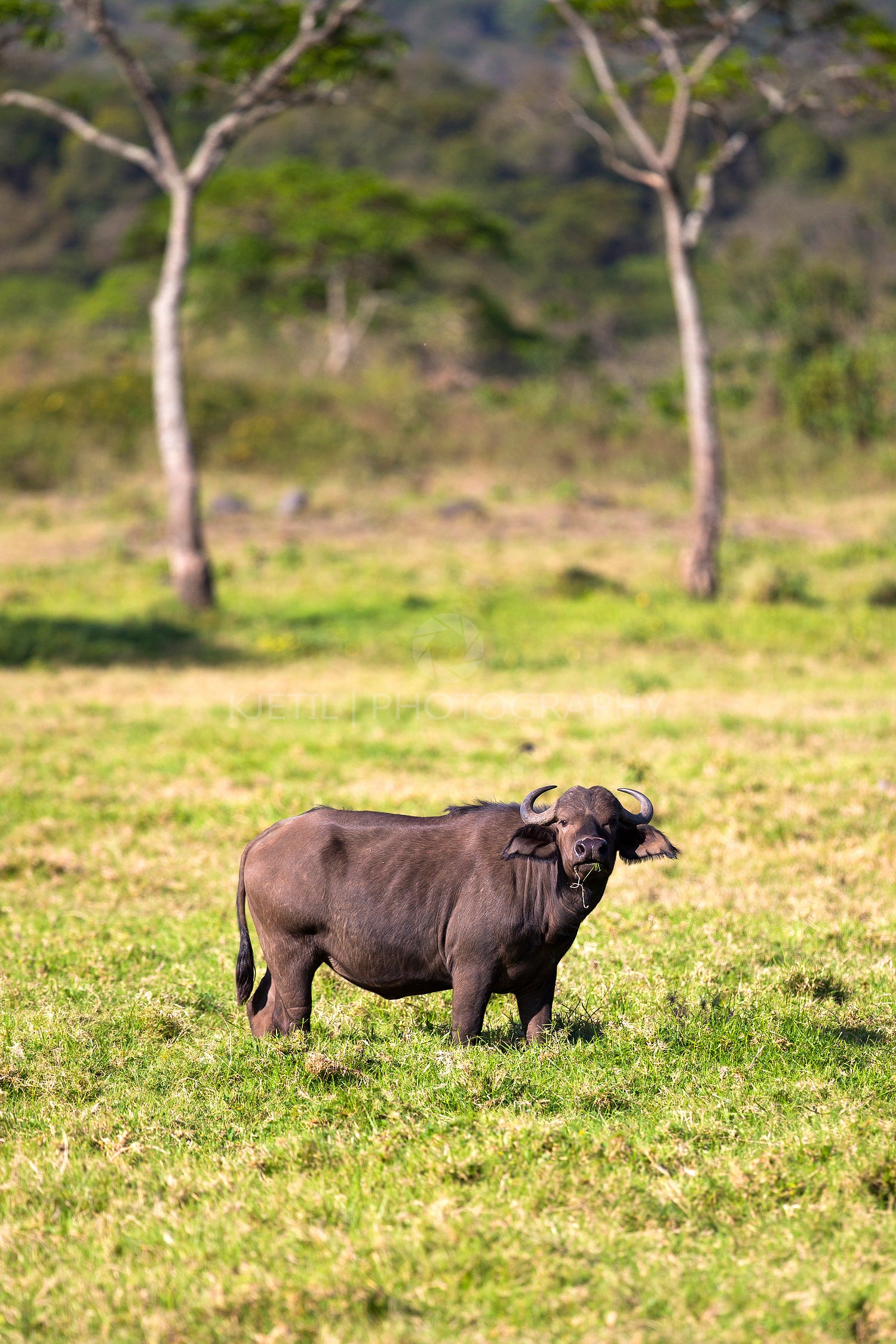 Big buffalo eats grass in idyllic Africa