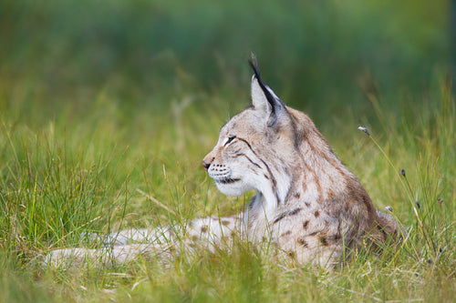 Lynx rests in the grass