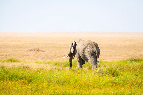 One lonely elephant walking in Serengeti Africa