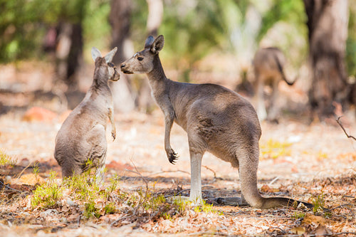 Two kangaroo in the wild