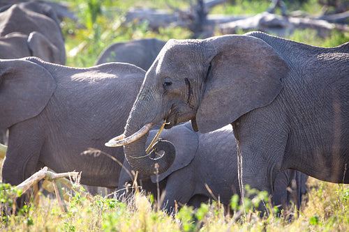 Group of large elephants eating in Serengeti