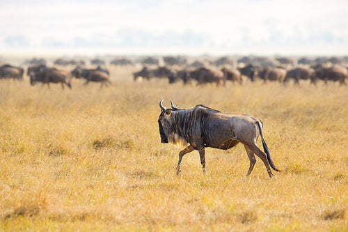 Herds of wildebeests in the Ngorongoro