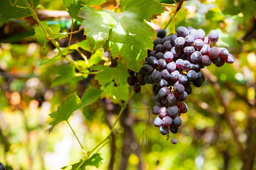 Close-Up Of Organic Grape Bunch At Vineyard