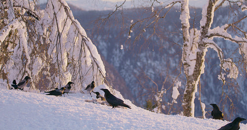 Golden eagle landing in the snow at mountain peak at the winter