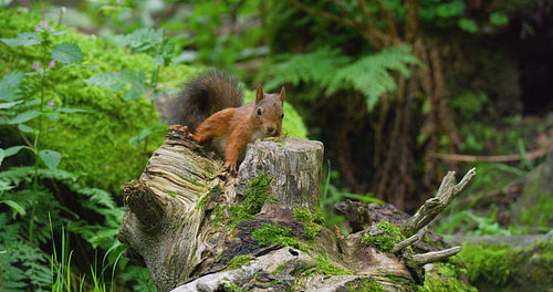 Red squirrel looking for food at the forest floor