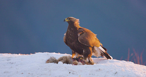Large golden eagle watching out for enemies in the mountains at winter