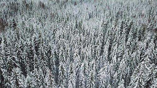 Flying low over large forest in the cold winter