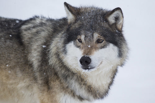 Wolf Standing in the Snow