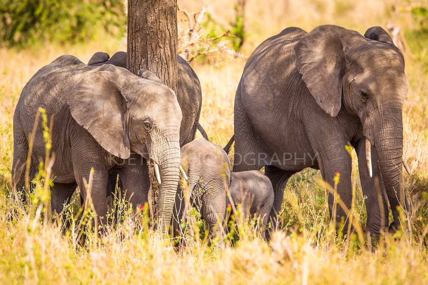 Elephants eating grass in Serengeti Africa