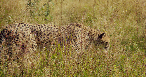 Large cheetah walking at vast grass plain and looking for enemies and prey