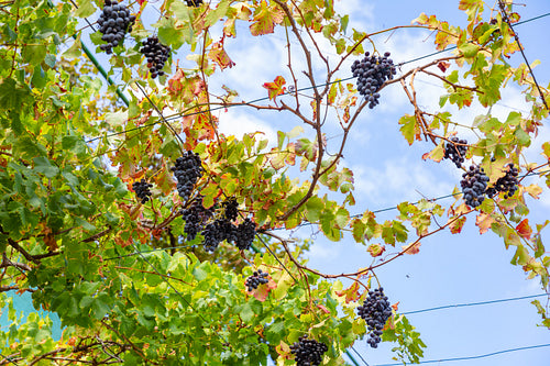 Grapes for Wine Production Growing At Vineyard Against Sky