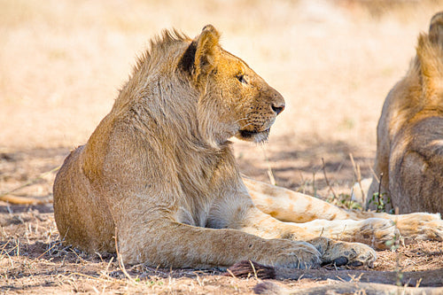 Beautiful young lion male rests in Serengeti