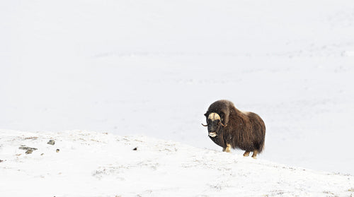 Musk Ox in Dovrefjell mountains in the cold winter, Norway.