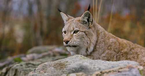 Close-up of a Eurasian lynx lying on a rock in forest