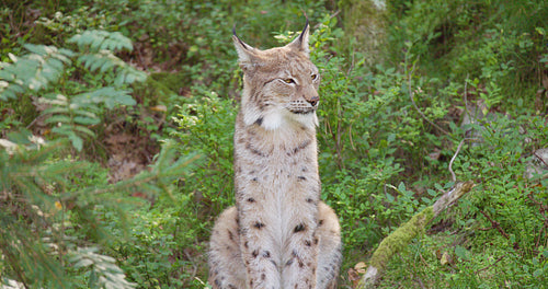 Cropped shot of a lynx sitting in the shadows in the forest