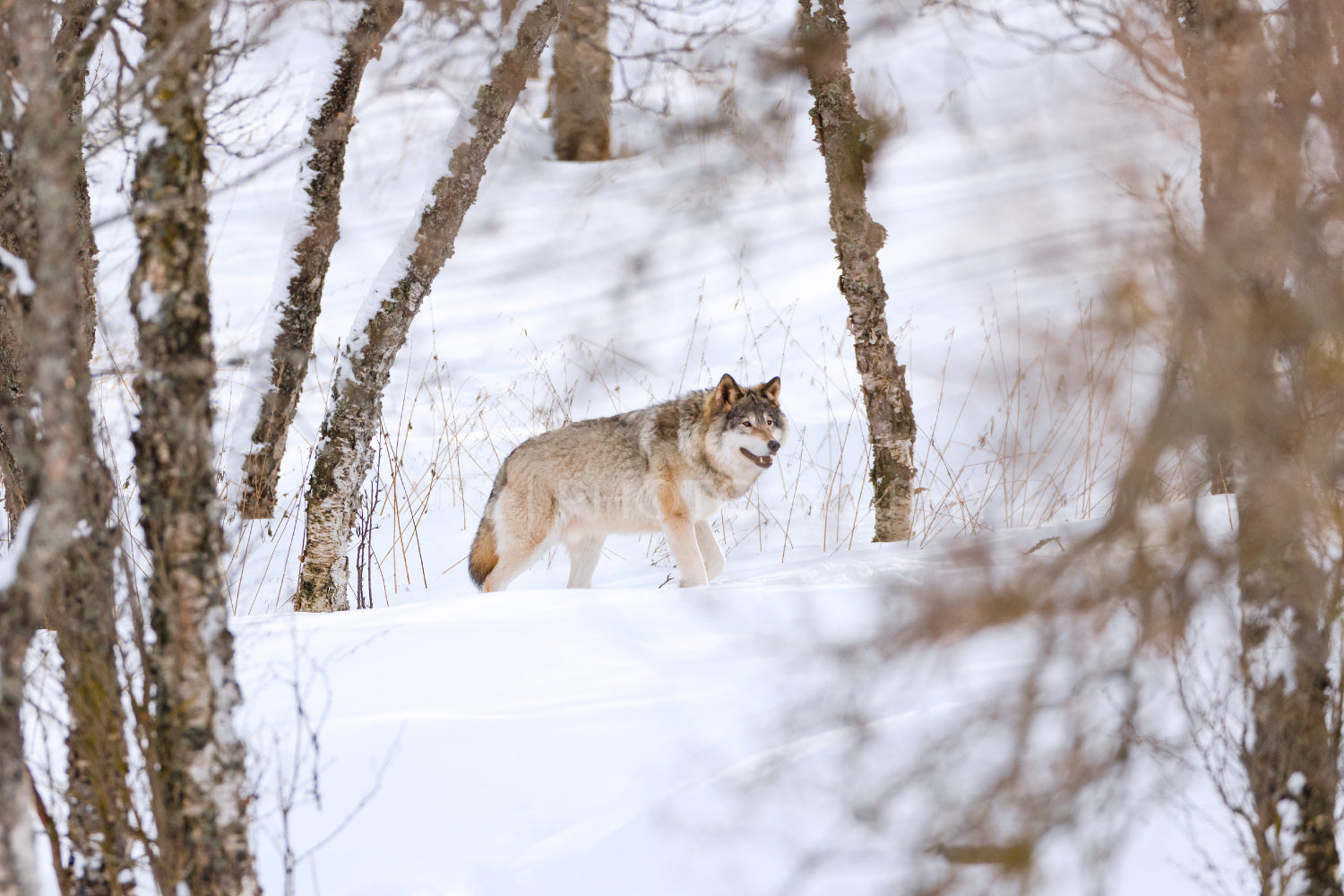 Canis Lupus walking amidst bare trees on snow
