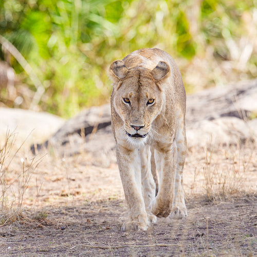 Focused lion walking towards the camera