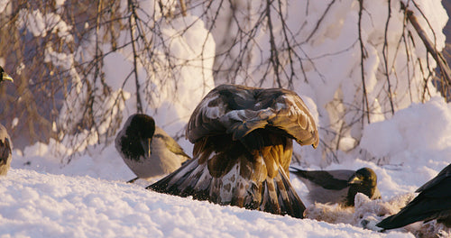 Crows bother golden eagle eating on a dead animal in the mountains at winter