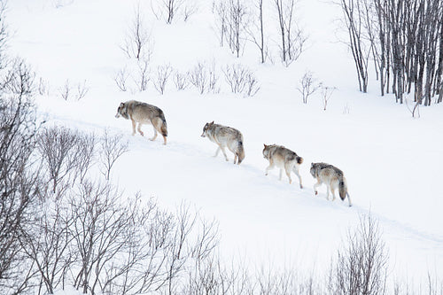 Wolf pack in the winter