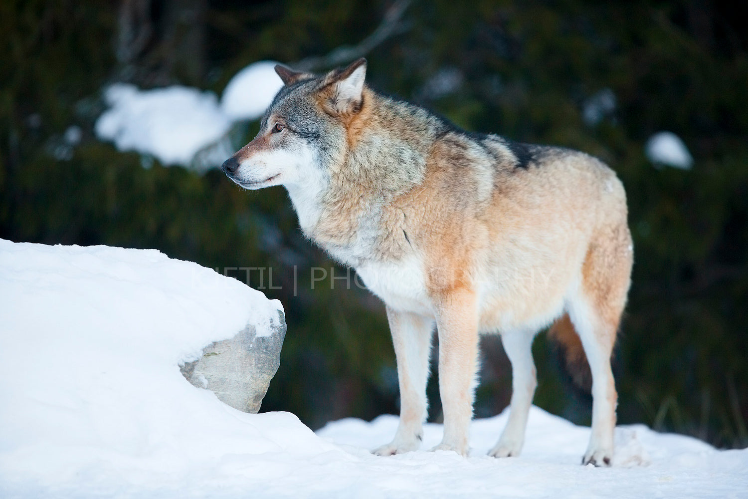 Wolf in the cold winter forest