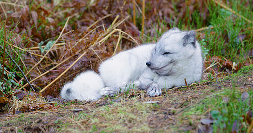 Observant arctic fox lying at forest floor in the late fall