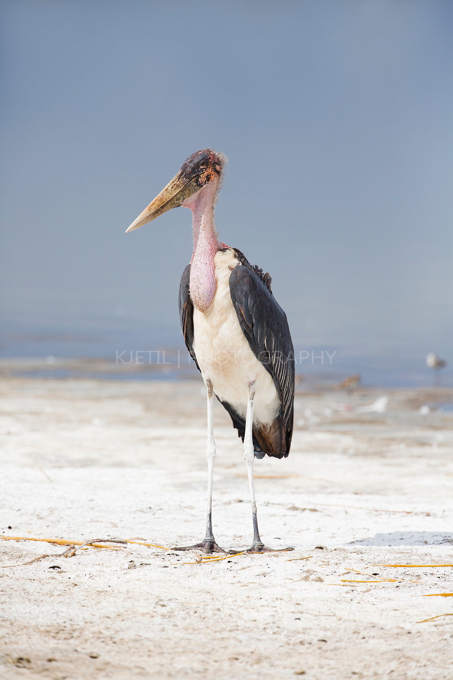 Marabou stork in Africa