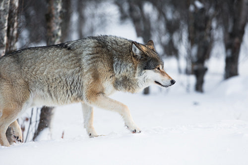 Wolf sneaking in the winter forest