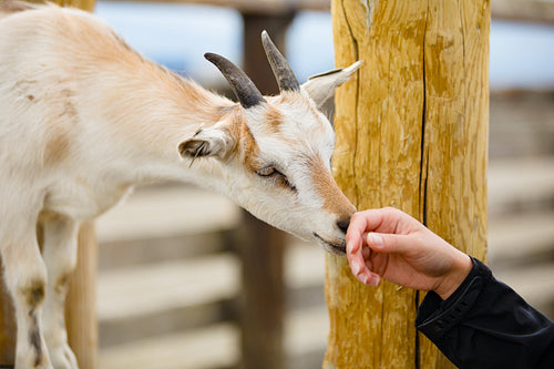 Close-Up Of Female Hand Touching Goat At Farm