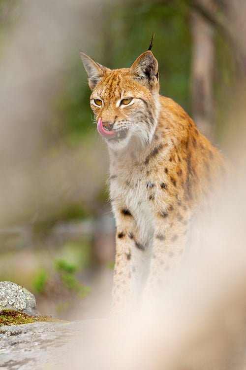 Eurasian lynx sitting on a rock in dense forest at summer