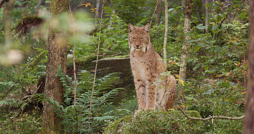 Large lynx cat on sitting in the forest in the evening shadows